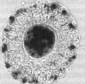 Иллюстрация к книге — Летающие жирафы, мамонты-блондины, карликовые коровы... От палеонтологических реконструкций к предсказаниям будущего Земли [i_009.jpg]