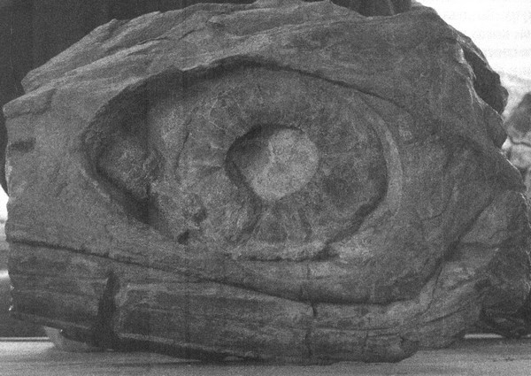 Иллюстрация к книге — Летающие жирафы, мамонты-блондины, карликовые коровы... От палеонтологических реконструкций к предсказаниям будущего Земли [i_010.jpg]