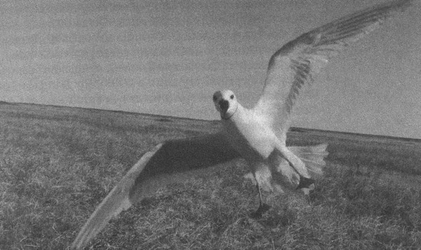 Иллюстрация к книге — Летающие жирафы, мамонты-блондины, карликовые коровы... От палеонтологических реконструкций к предсказаниям будущего Земли [i_011.jpg]