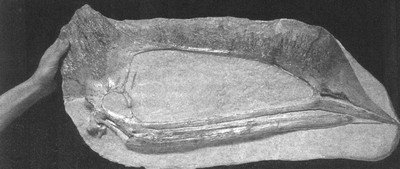 Иллюстрация к книге — Летающие жирафы, мамонты-блондины, карликовые коровы... От палеонтологических реконструкций к предсказаниям будущего Земли [i_015.jpg]