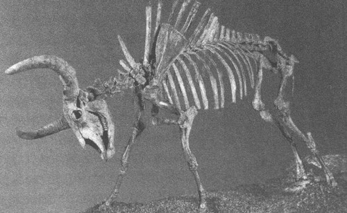 Иллюстрация к книге — Летающие жирафы, мамонты-блондины, карликовые коровы... От палеонтологических реконструкций к предсказаниям будущего Земли [i_028.jpg]