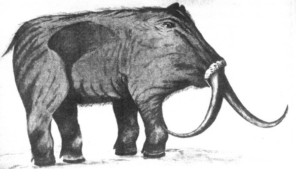 Иллюстрация к книге — Летающие жирафы, мамонты-блондины, карликовые коровы... От палеонтологических реконструкций к предсказаниям будущего Земли [i_033.jpg]