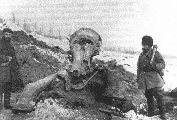 Иллюстрация к книге — Летающие жирафы, мамонты-блондины, карликовые коровы... От палеонтологических реконструкций к предсказаниям будущего Земли [i_034.jpg]