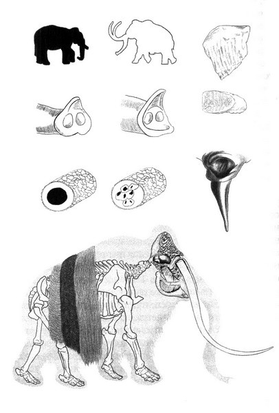 Иллюстрация к книге — Летающие жирафы, мамонты-блондины, карликовые коровы... От палеонтологических реконструкций к предсказаниям будущего Земли [i_035.jpg]