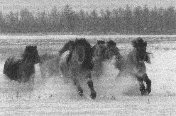 Иллюстрация к книге — Летающие жирафы, мамонты-блондины, карликовые коровы... От палеонтологических реконструкций к предсказаниям будущего Земли [i_041.jpg]