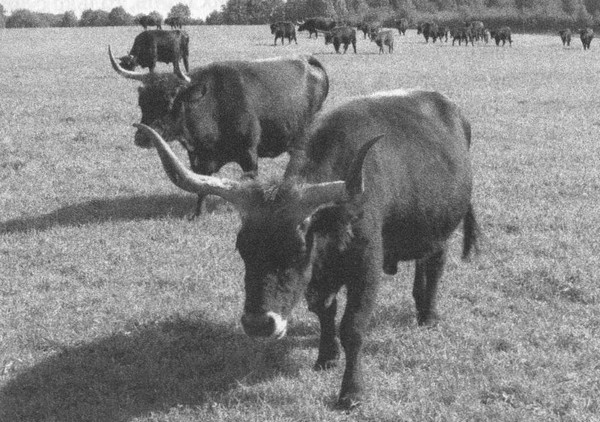 Иллюстрация к книге — Летающие жирафы, мамонты-блондины, карликовые коровы... От палеонтологических реконструкций к предсказаниям будущего Земли [i_048.jpg]