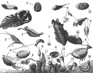 Иллюстрация к книге — До и после динозавров [kembr.jpg]