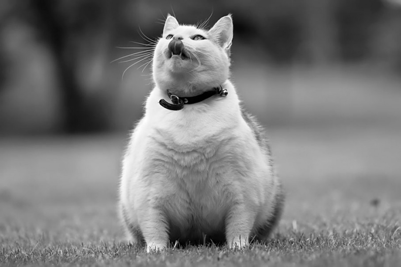 Иллюстрация к книге — Стой, кто ведет? Биология поведения человека и других зверей [i_001.jpg]