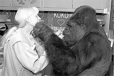 Иллюстрация к книге — Стой, кто ведет? Биология поведения человека и других зверей [i_007.jpg]