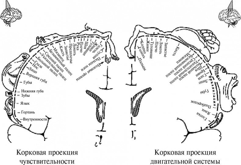 Иллюстрация к книге — Стой, кто ведет? Биология поведения человека и других зверей [i_059.jpg]