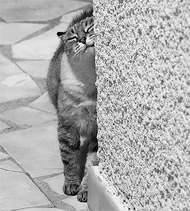 Иллюстрация к книге — Стой, кто ведет? Биология поведения человека и других зверей [i_060.jpg]