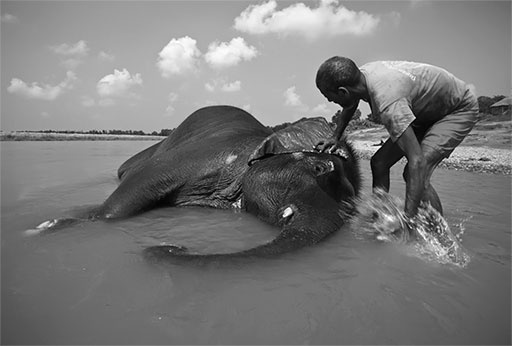 Иллюстрация к книге — Стой, кто ведет? Биология поведения человека и других зверей [i_062.jpg]