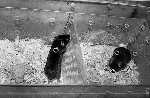 Иллюстрация к книге — Стой, кто ведет? Биология поведения человека и других зверей [i_078.jpg]