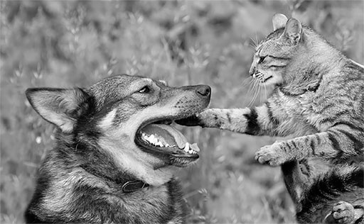 Иллюстрация к книге — Стой, кто ведет? Биология поведения человека и других зверей [i_084.jpg]