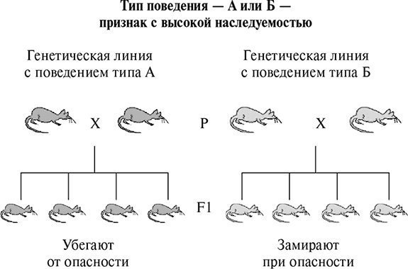 Иллюстрация к книге — Стой, кто ведет? Биология поведения человека и других зверей [i_100.jpg]