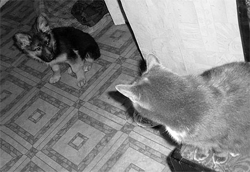 Иллюстрация к книге — Стой, кто ведет? Биология поведения человека и других зверей [i_114.jpg]