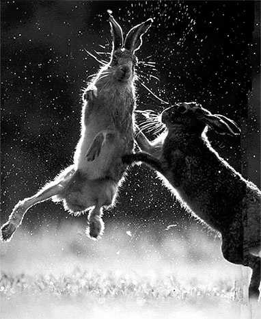 Иллюстрация к книге — Стой, кто ведет? Биология поведения человека и других зверей [i_125.jpg]