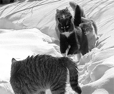 Иллюстрация к книге — Стой, кто ведет? Биология поведения человека и других зверей [i_126.jpg]