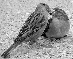 Иллюстрация к книге — Стой, кто ведет? Биология поведения человека и других зверей [i_129.jpg]