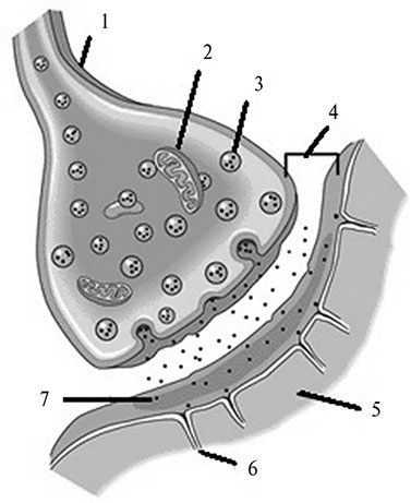 Иллюстрация к книге — Стой, кто ведет? Биология поведения человека и других зверей [i_152.jpg]