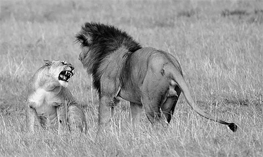 Иллюстрация к книге — Стой, кто ведет? Биология поведения человека и других зверей [i_178.jpg]