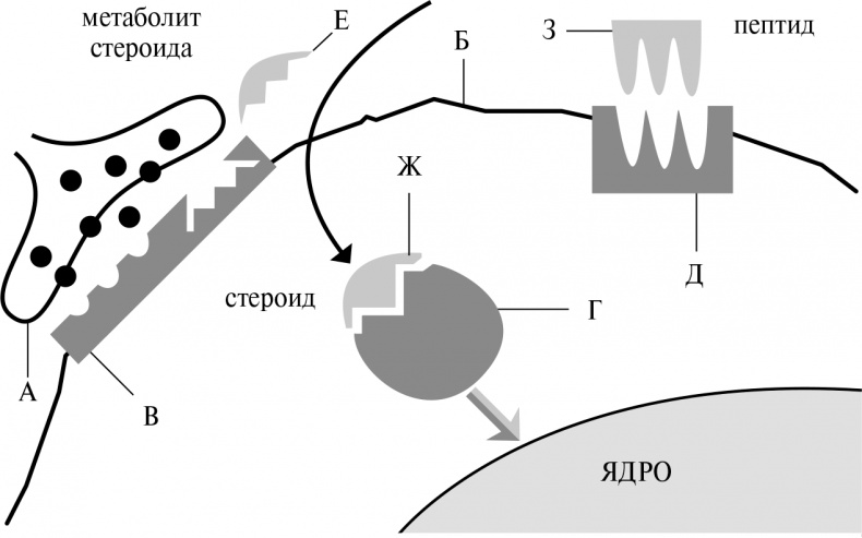 Иллюстрация к книге — Стой, кто ведет? Биология поведения человека и других зверей [i_195.jpg]