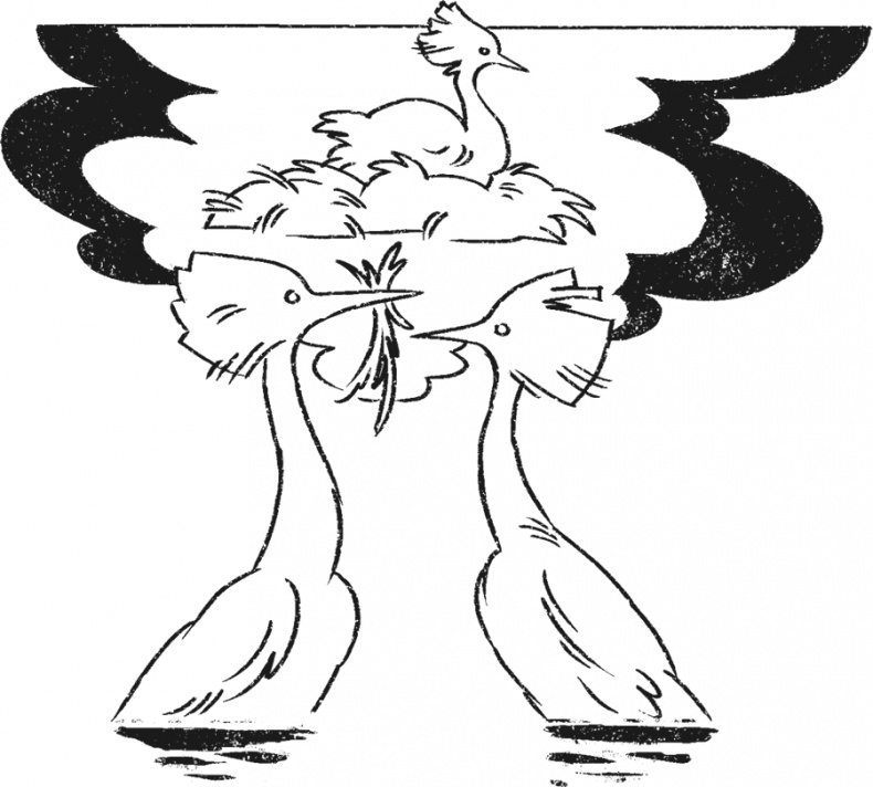 Иллюстрация к книге — Введение в поведение. История наук о том, что движет животными и как их правильно понимать [i_024.jpg]