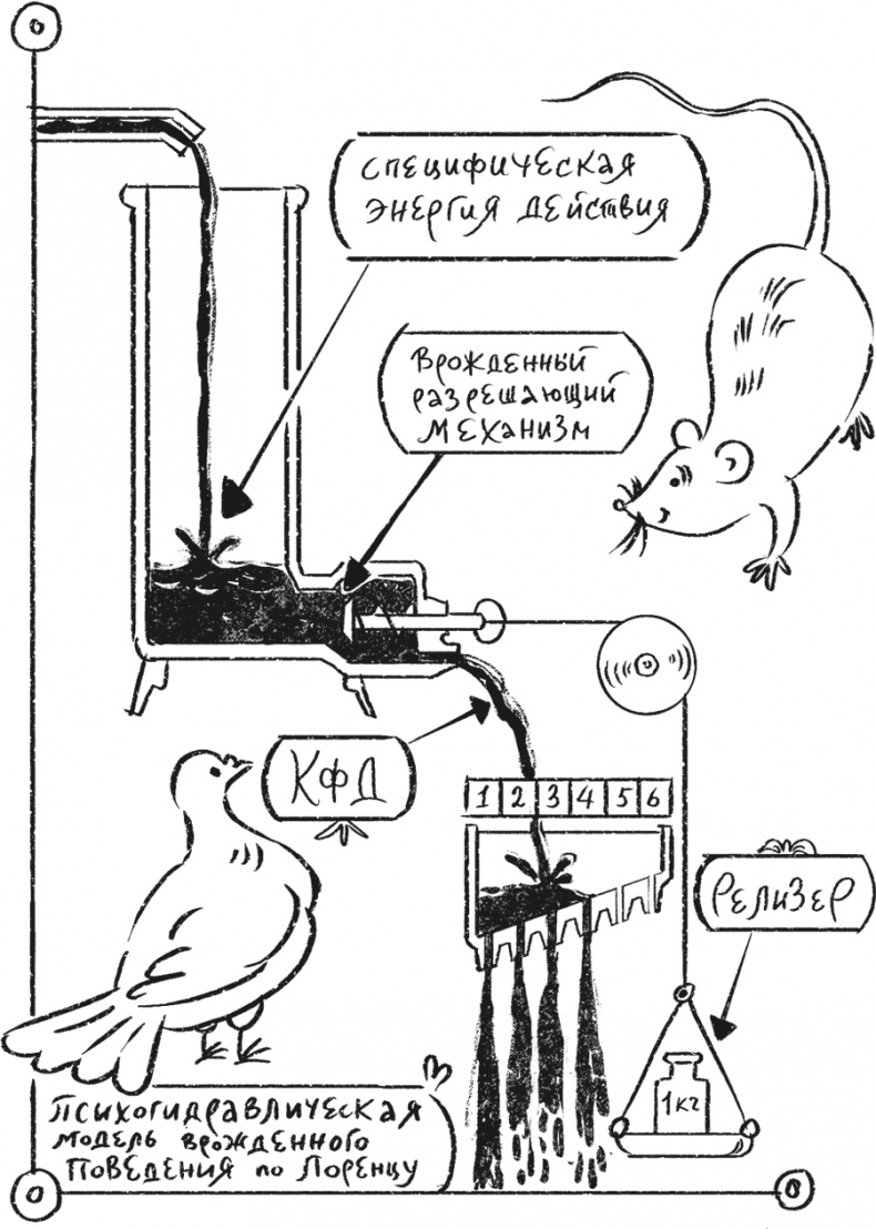 Иллюстрация к книге — Введение в поведение. История наук о том, что движет животными и как их правильно понимать [i_033.jpg]