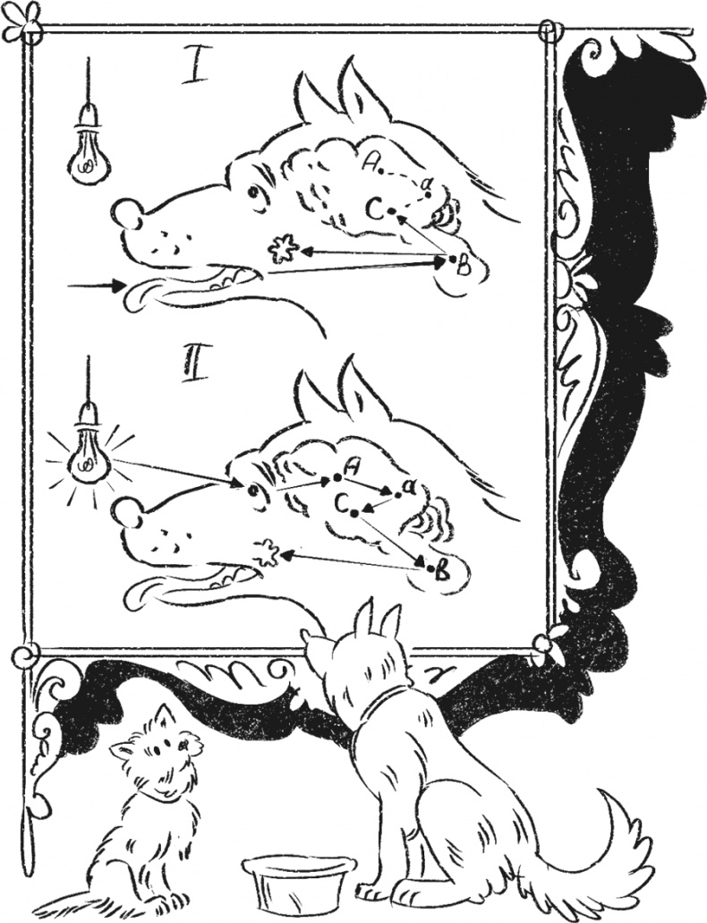 Иллюстрация к книге — Введение в поведение. История наук о том, что движет животными и как их правильно понимать [i_041.jpg]