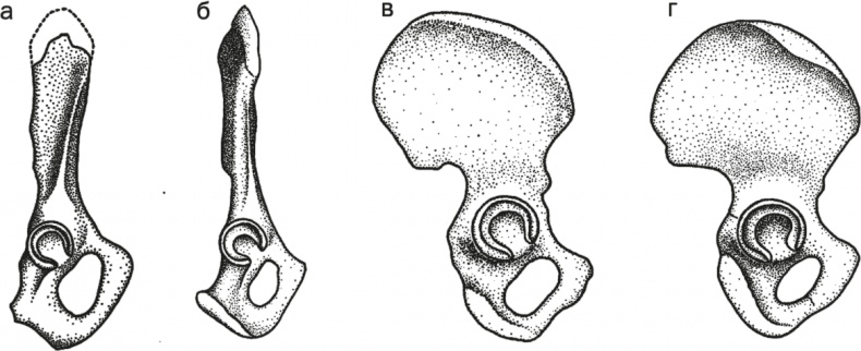 Иллюстрация к книге — Достающее звено. Книга 1. Обезьяна и все-все-все [i_002.jpg]