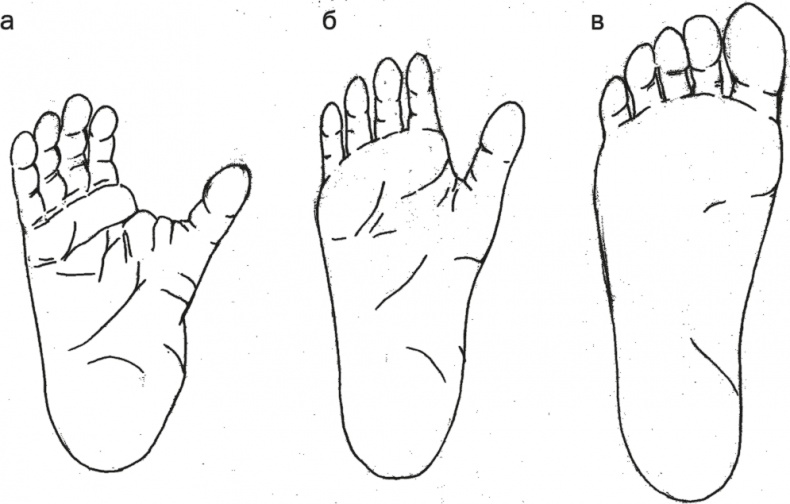 Иллюстрация к книге — Достающее звено. Книга 1. Обезьяна и все-все-все [i_003.jpg]