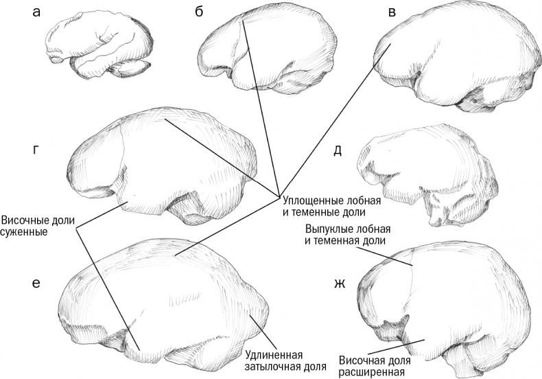 Иллюстрация к книге — Достающее звено. Книга 1. Обезьяна и все-все-все [i_005.jpg]