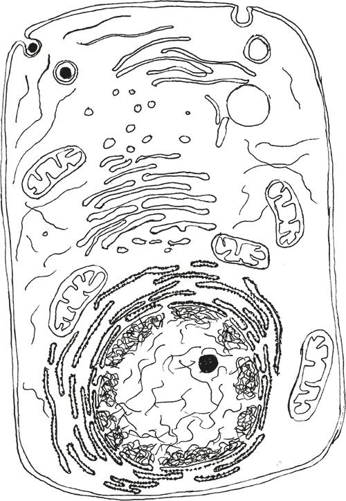 Иллюстрация к книге — Достающее звено. Книга 1. Обезьяна и все-все-все [i_006.jpg]