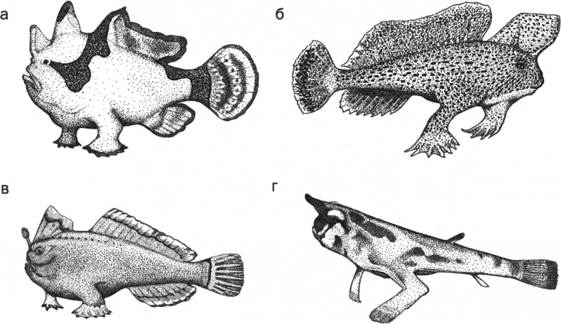 Иллюстрация к книге — Достающее звено. Книга 1. Обезьяна и все-все-все [i_010.jpg]