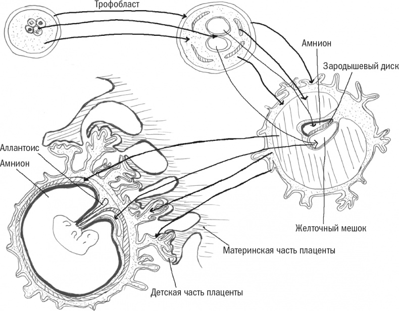Иллюстрация к книге — Достающее звено. Книга 1. Обезьяна и все-все-все [i_015.jpg]