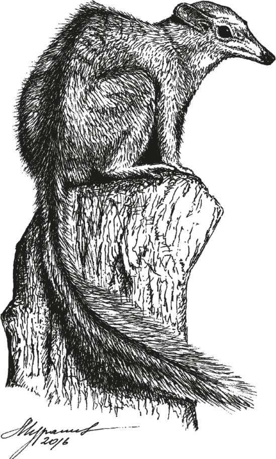 Иллюстрация к книге — Достающее звено. Книга 1. Обезьяна и все-все-все [i_016.jpg]