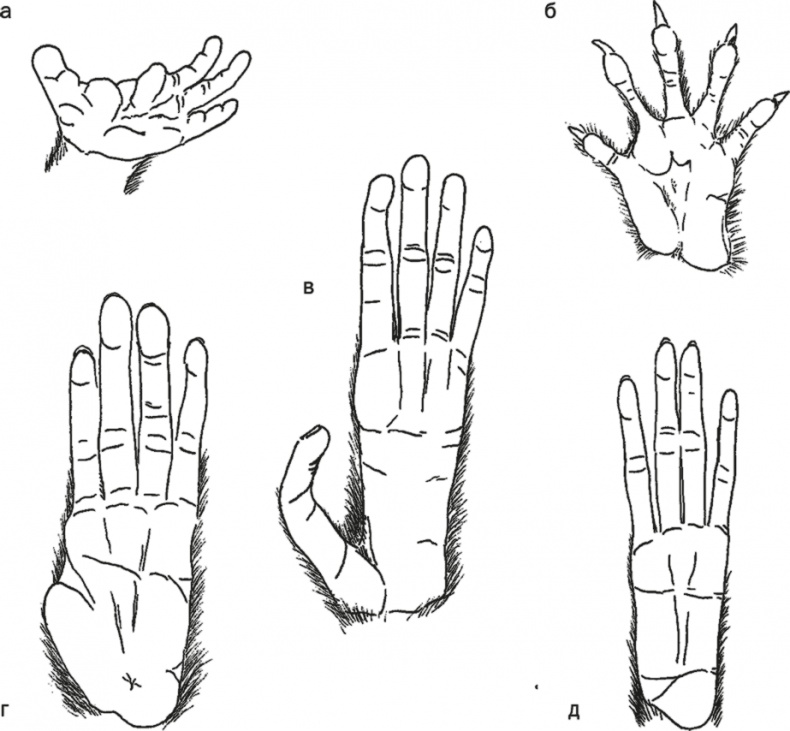 Иллюстрация к книге — Достающее звено. Книга 1. Обезьяна и все-все-все [i_017.jpg]