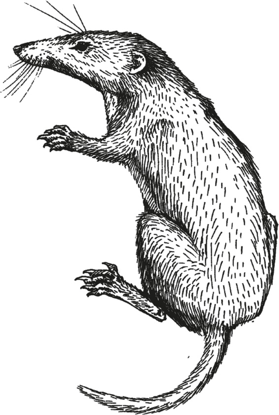 Иллюстрация к книге — Достающее звено. Книга 1. Обезьяна и все-все-все [i_018.jpg]