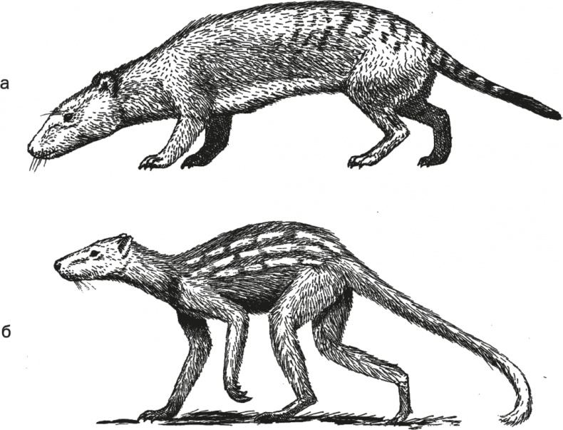 Иллюстрация к книге — Достающее звено. Книга 1. Обезьяна и все-все-все [i_019.jpg]