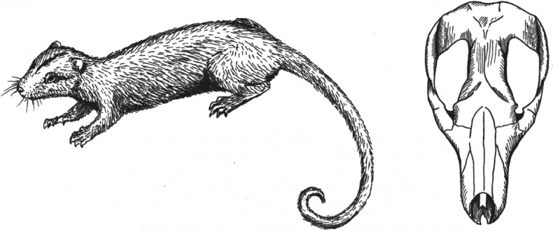 Иллюстрация к книге — Достающее звено. Книга 1. Обезьяна и все-все-все [i_021.jpg]