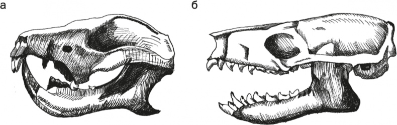 Иллюстрация к книге — Достающее звено. Книга 1. Обезьяна и все-все-все [i_027.jpg]