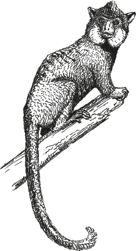 Иллюстрация к книге — Достающее звено. Книга 1. Обезьяна и все-все-все [i_032.jpg]