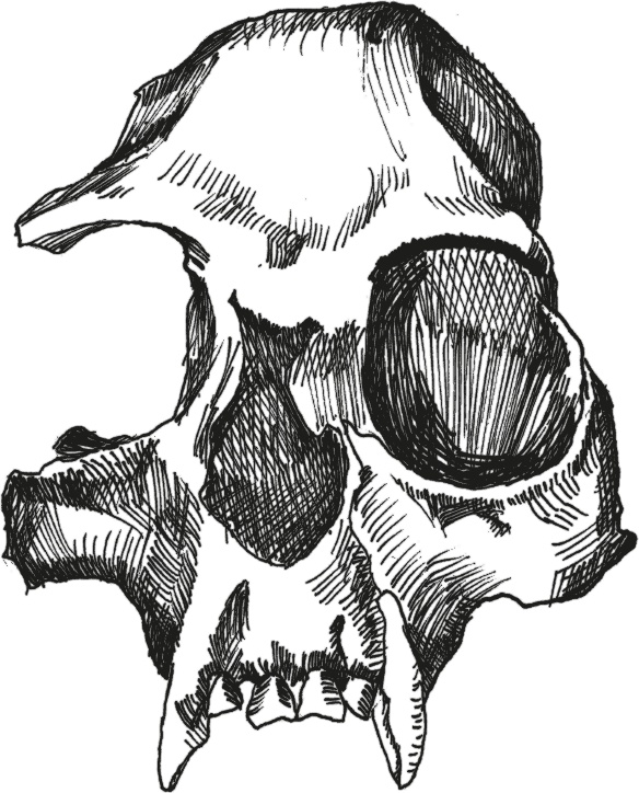 Иллюстрация к книге — Достающее звено. Книга 1. Обезьяна и все-все-все [i_034.jpg]