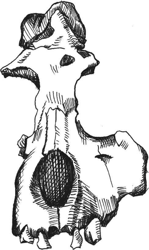 Иллюстрация к книге — Достающее звено. Книга 1. Обезьяна и все-все-все [i_035.jpg]