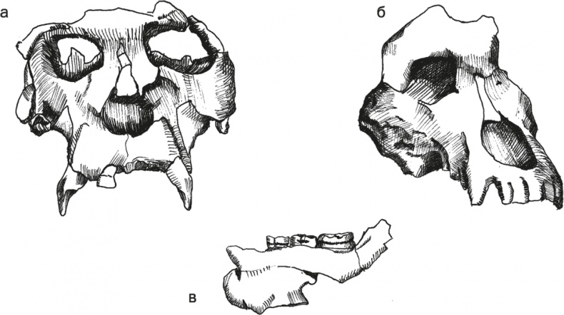 Иллюстрация к книге — Достающее звено. Книга 1. Обезьяна и все-все-все [i_040.jpg]