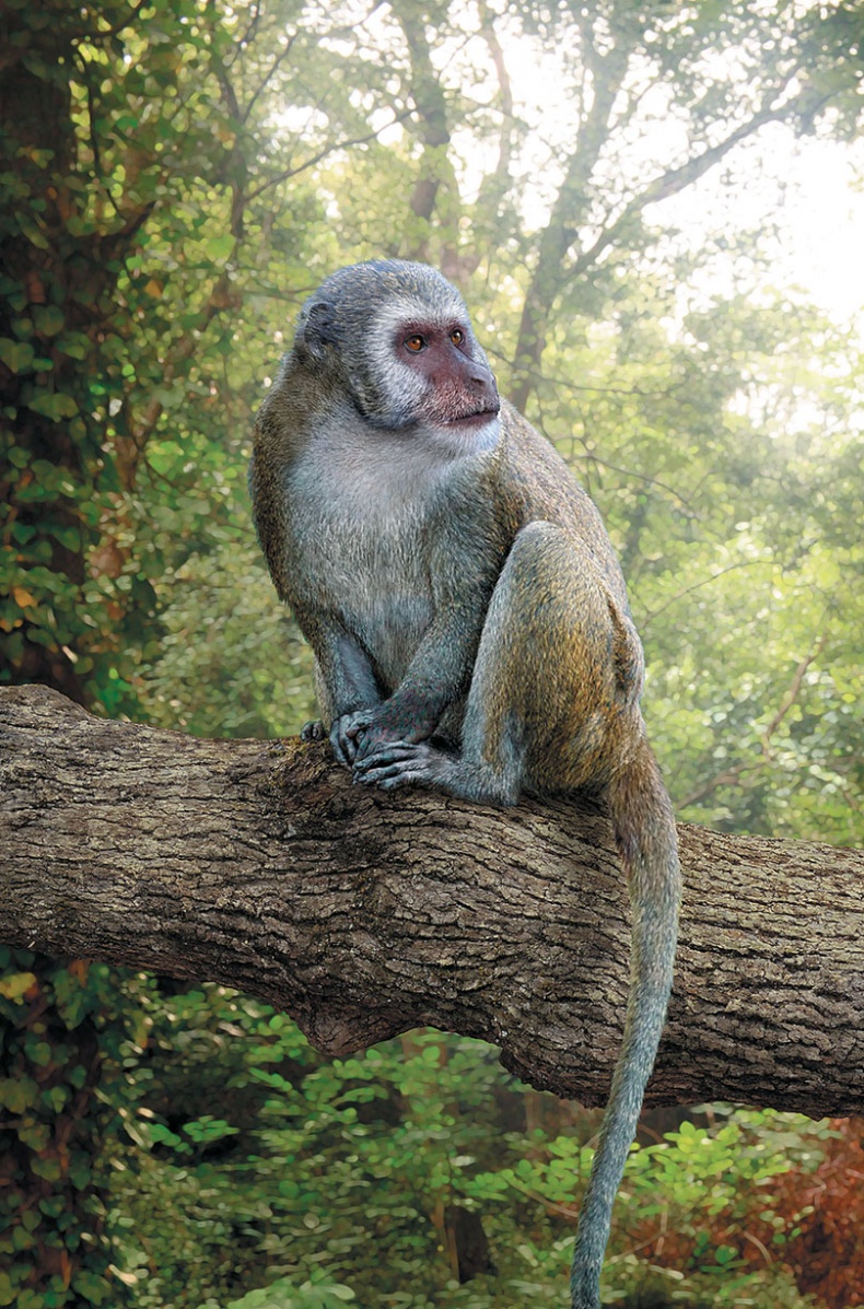 Иллюстрация к книге — Достающее звено. Книга 1. Обезьяна и все-все-все [i_045.jpg]