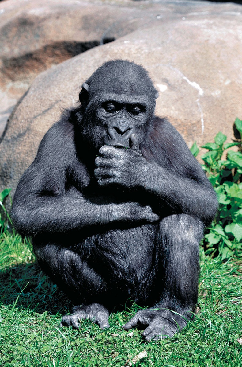 Иллюстрация к книге — Достающее звено. Книга 1. Обезьяна и все-все-все [i_047.jpg]