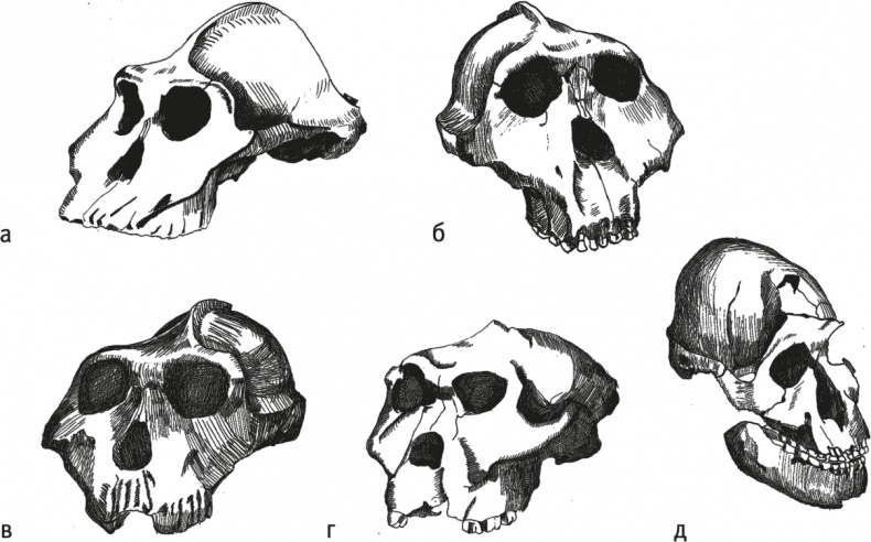 Иллюстрация к книге — Достающее звено. Книга 2. Люди [i_012.jpg]