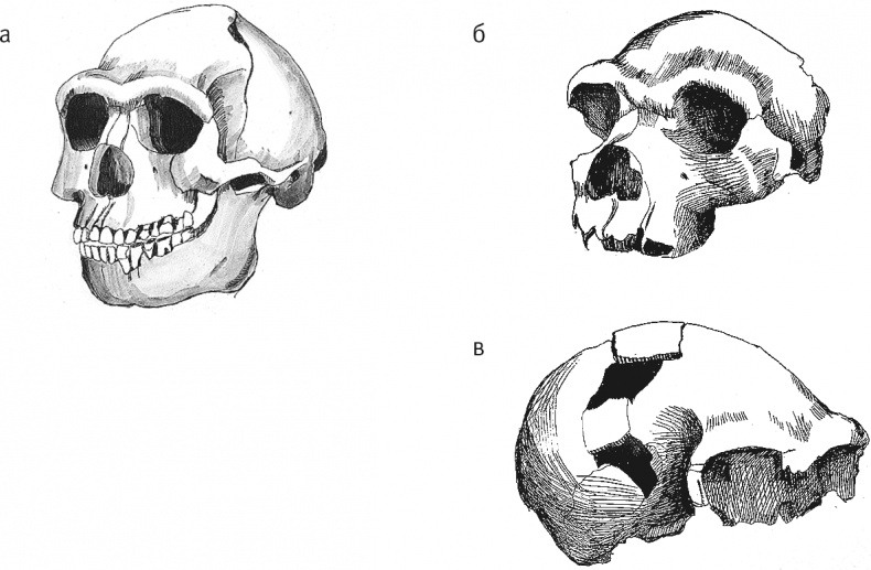 Иллюстрация к книге — Достающее звено. Книга 2. Люди [i_022.jpg]