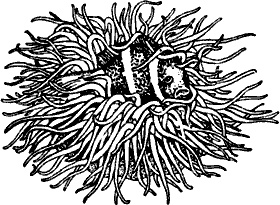 Иллюстрация к книге — Непослушное дитя биосферы. Беседы о поведении человека в компании птиц, зверей и детей [c01p13.jpg]